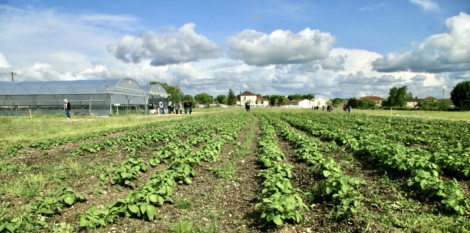 Régie maraîchère de Châteaubernard